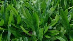 1000+ Culantro Seeds | recao | ngò gai Non-GMO Eryngium Foetidum Tropical Herb