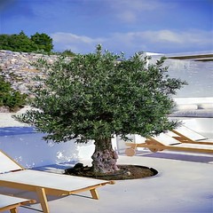 10 CANINO OLIVE TREE SEEDS (Olea europaea) European Common Edible Fruit Plant