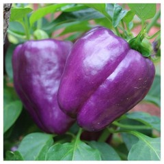 25 Premium Sweet Purple Beauty | NON-GMO | Pepper Seeds-B 10