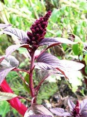 1000+ Organic Non-GMO Red Garnet Amaranth Seeds- Seeds Of Tomorrow