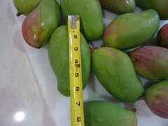10 BIG Fresh South Florida Mangos VALENCIA PRIDE FRESH ORGANIC FRUIT