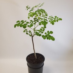 Moringa Oleifera Tree of Life Live Plant 3ft+- Save 6 Months of Growing Time