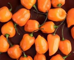HABANERO ORANGE DEVIL ORANGE 30 SEEDS CHILE 100% GUARANTEED YUCATAN MEXICO
