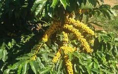 BRAZILIAN YELLOW BOURBON COFFEE BEANS PEABERRY MEDIUM ROASTED 2 POUNDS