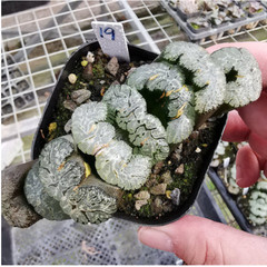 Haworthia Truncata Hybrid Succulent plants potted Home Garden Bonsai 6-8cm