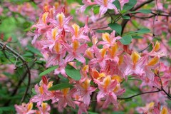 20 WESTERN AZALEA Pink White Yellow Shrub Flower Rhododendron Occidentale Seeds
