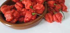 20 SEEDS OF CAROLINA REAPER EXTREMELY SPICY PEPPER 100% GUARANTEED