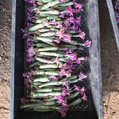 8CM Succulent Cactus Plant Senecio Articulatus Variegata Asteraceae Home Garden
