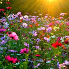 Cosmos Flower DELUXE Mix 12 Varieties Annual Summer Blooms Non-GMO 100 Seeds!