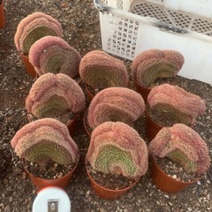 6-8CM Cactus Plant Echinocereus Rigidissimus Rubispinus Cristata Cactaceae Plant