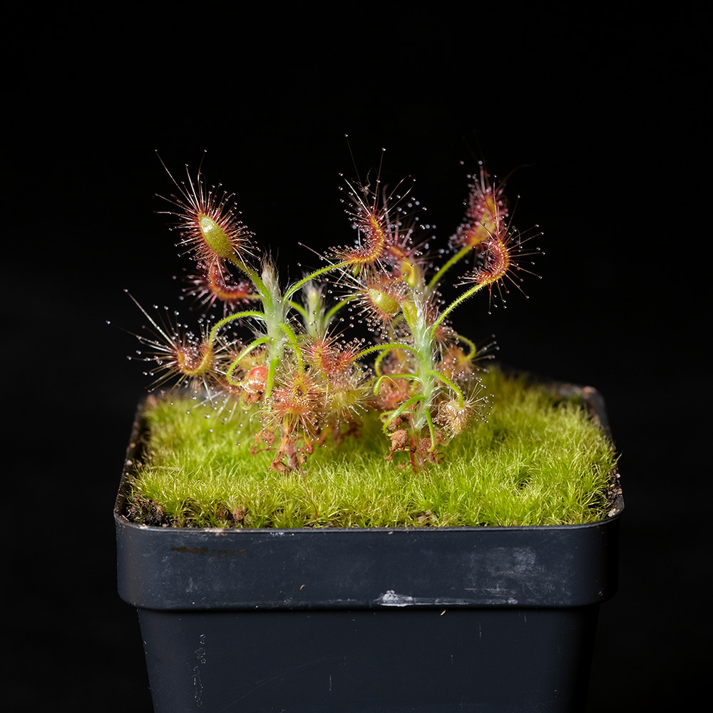 Drosera scorpioides – 3.25″ pot – Carnivore
