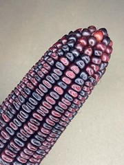 Bloody Butcher Corn Seeds 50 Count. Non- GMO, Untreated Small Farm Product