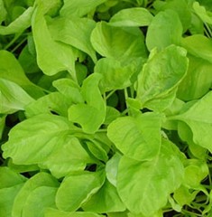 Green / Red Amaranth Seeds Authentic Chinese Spinach Yin Cho Callaloo Editable