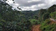 100 % Jamaican Blue Mountain Coffee Beans Medium Roasted 10 Pounds in 1 LBS Bags