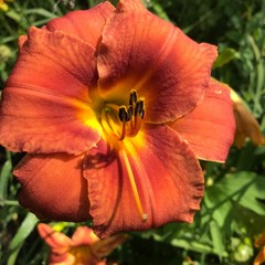 Assorted Daylilies, Mixed Daylilys, perennial’s return every year multiplying