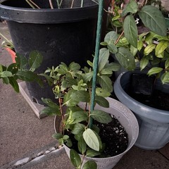 1 LIVE LG ROOTED PLANTS HONEYSUCKLE VINES WHITE YELLOW FLOWERS Japanese Lonicera