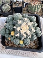 15-17cm LW Plant variegated family indoor and outdoor selfroot#