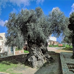 10 CANINO OLIVE TREE SEEDS (Olea europaea) European Common Edible Fruit Plant