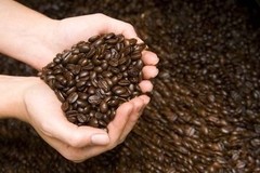 Jamaican Blue Mountain Coffee Beans Medium Roasted 12 Pounds In 1 Pound Bags