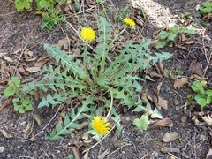 1000 Dandelion Seeds – Taraxacum officnale Seeds – Medicinal and Edible Herb