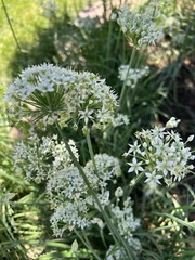 500+ CT Garlic Chives, Non-GMO, Organic, Heirloom Seeds 500多粒高芽率农场自留韭菜种子2023年产