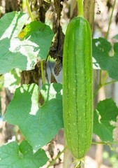 2026 Heirloom Vegetable Seeds – Premium Garden Seeds for Planting