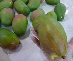 10 BIG Fresh South Florida Mangos VALENCIA PRIDE FRESH ORGANIC FRUIT