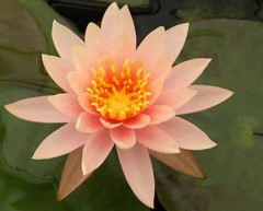 RED Live Hardy Water Lily Tubers Aquatic Pond Plants Lilies