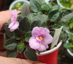 African Violet Plant — Trail Along ~~ mini trailer ~