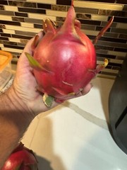 ULTRA RARE DRAGON FRUIT CUTTINGS – MULTIPLE VARIETIES – 8″ – 12: SIZE