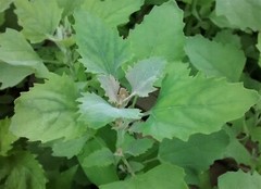 Organic Lambs Quarter, 250+++ Seeds, Harvested Nov ’22 (Chenopodium Album) 