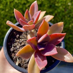 Rare Succulent Pink Graptoveria Dusty Easy Care Rooted Live Plant 3-Inch