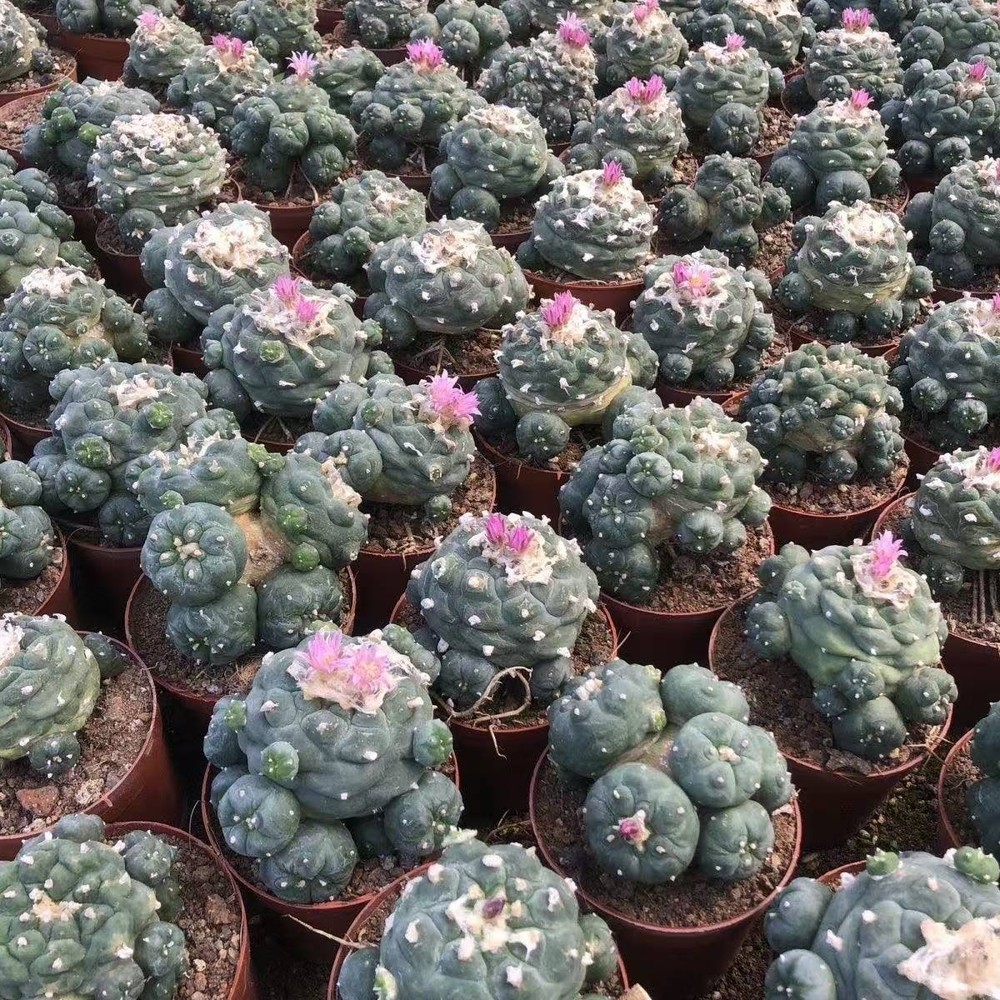 Succulent Cactus Plant Home Garden Decoration Beautiful Cactus Plants 6-8cm