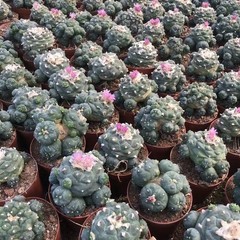 Succulent Cactus Plant Home Garden Decoration Beautiful Cactus Plants 6-8cm