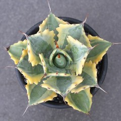8CM Succulent Agave Plant Agave Parrasana Raiko Nishiki Variegated Home Garden
