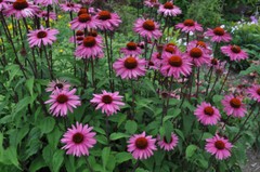 Purple Coneflower, Echinacea Purpurea, Butterflies Hummingbirds Bees, FREE SHIP