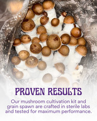 6lbs All-in-One Mushroom Grow Kit in a Bag | HUGE FLUSHES | Easy to Use