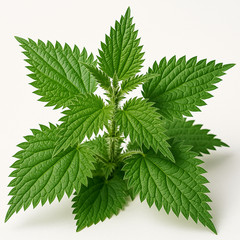 2000+ STINGING NETTLE SEEDS HEIRLOOM SPRING PERENNIAL HERB MEDICINAL POLLINATORS