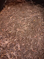 Composting Worms / Red Wigglers / Worms are Natures Good Guys / Free Shipping