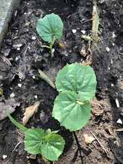 One Green Bitter Melon 10-14 days old Live Plant Edible Vegetable Vine