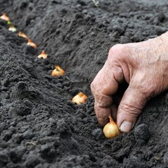 Onion Yellow Bulb Sets 100 Plant Bulbs, Easy to Grow