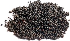 Organic Broccoli MICROGREEN Seeds | Heirloom | Non-GMO | Seeds for Sprouting