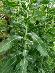 Wild Opium Lettuce Lactuca Virosa 25 Seeds Organic Methods Garden NON GMO MD USA