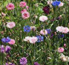 Wildflower Mix DRY AREA MIX w/Perennials Full Sun Pollinators Non-GMO 1000 Seeds