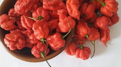 20 SEEDS OF CAROLINA REAPER EXTREMELY SPICY PEPPER 100% GUARANTEED