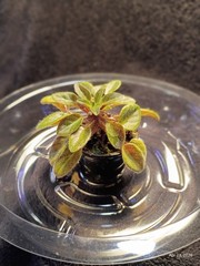 African Violet ~ Vallarta Campanas Moradas (Micro) ~ Live Plant