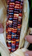 25 Painted Mountain Corn Seeds . Organic . Vibrant. Rare. Non Gmo. Annual .