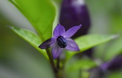25 Premium Sweet Purple Beauty | NON-GMO | Pepper Seeds-B 10