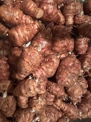 Wholesale Sunchokes: 20lb Jerusalem Artichoke – Individual Tubers For Planting