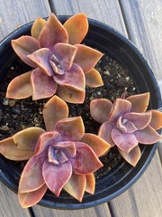 Rare Pink Succulent Graptoveria Dusty Easy Care Bare Root Live Plant 1-Head 2″